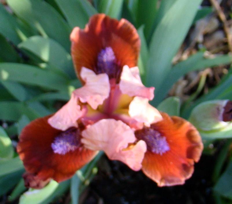 Photo of Standard Dwarf Bearded Iris (Iris 'Sparks Fly') uploaded by stilldew