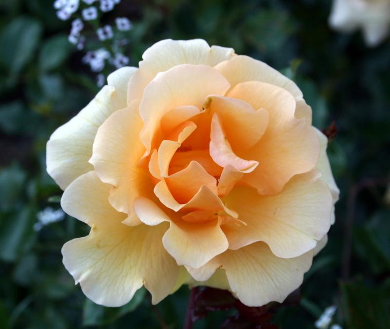 Photo of Rose (Rosa 'Thanks to Sue') uploaded by Calif_Sue