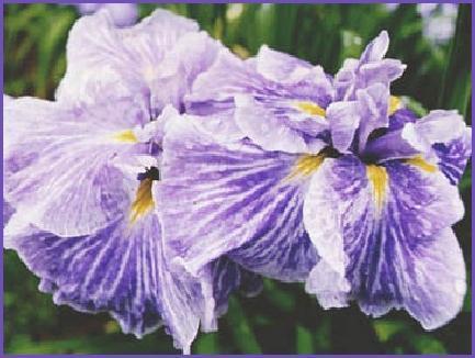 Photo of Japanese Iris (Iris ensata 'Greywoods Morning Dew') uploaded by PollyK
