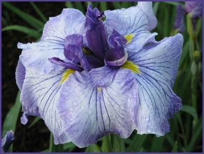 Photo of Japanese Iris (Iris ensata 'Greywoods Royal Antics') uploaded by PollyK