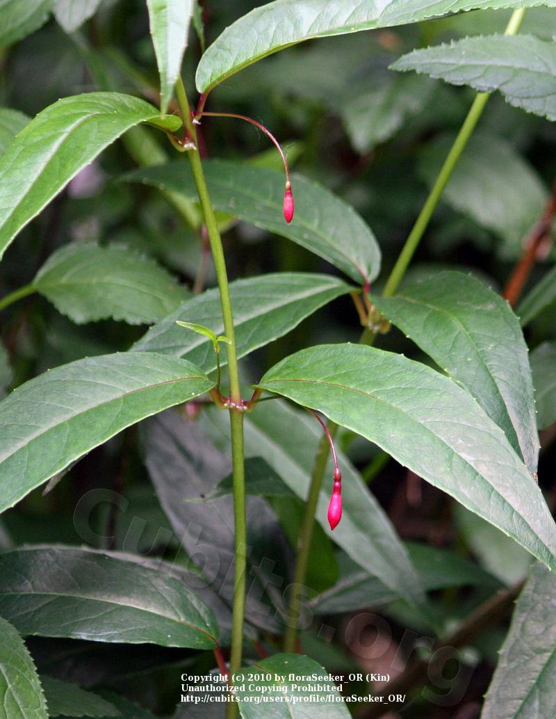 Photo of Acapociba (Fuchsia regia) uploaded by floraSeeker_OR