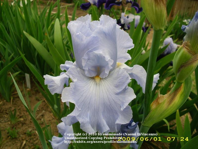 Photo of Tall Bearded Iris (Iris 'Above the Clouds') uploaded by naomimade