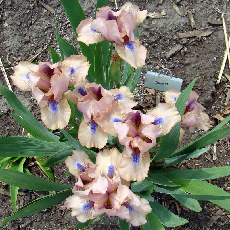 Photo of Standard Dwarf Bearded Iris (Iris 'Chanted') uploaded by stilldew