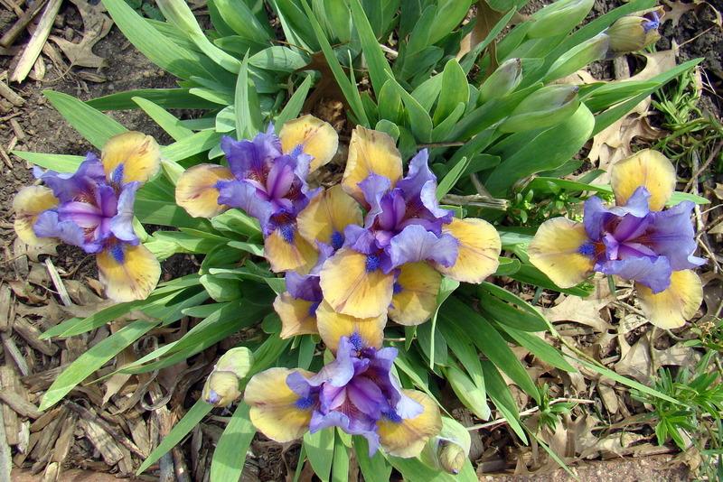 Photo of Standard Dwarf Bearded Iris (Iris 'What Again') uploaded by stilldew