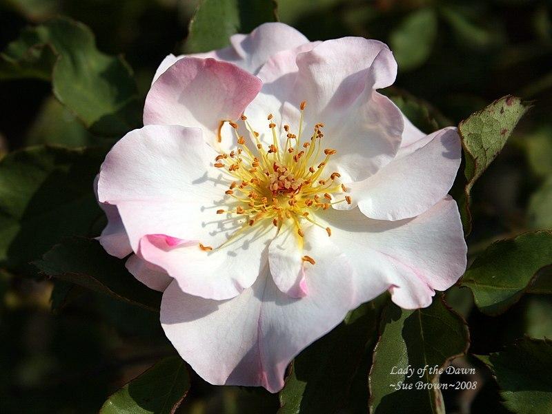Photo of Rose (Rosa 'Lady of the Dawn') uploaded by Calif_Sue
