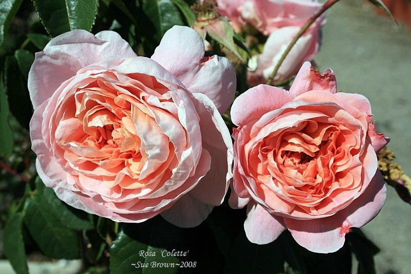 Photo of Rose (Rosa 'Colette') uploaded by Calif_Sue