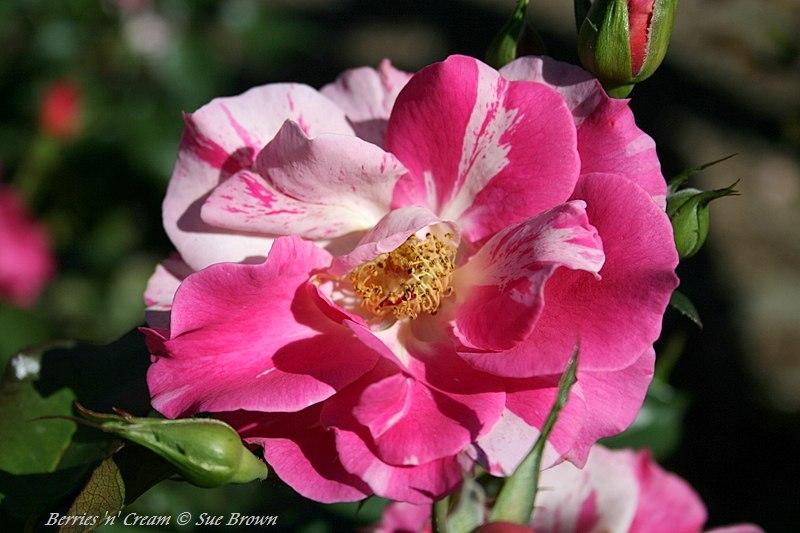 Photo of Rose (Rosa 'Berries 'n' Cream') uploaded by Calif_Sue