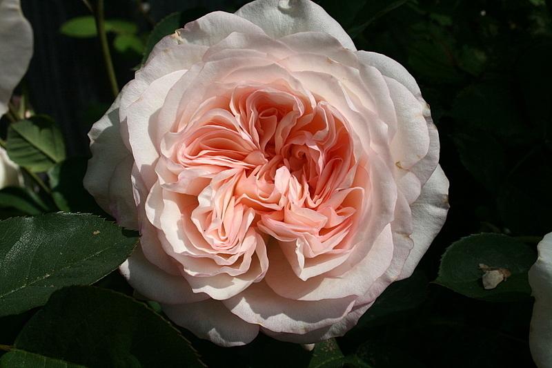 Photo of Rose (Rosa 'Perdita') uploaded by Calif_Sue