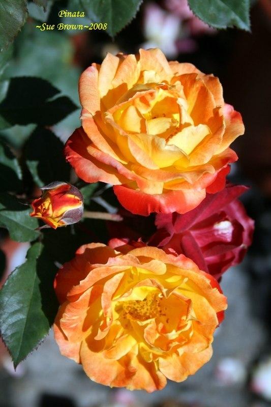 Photo of Rose (Rosa 'Pinata') uploaded by Calif_Sue