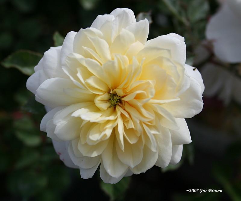 Photo of Rose (Rosa 'Crocus Rose') uploaded by Calif_Sue