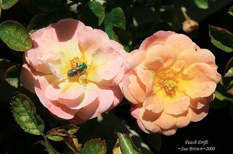 Photo of Rose (Rosa 'Peach Drift') uploaded by Calif_Sue