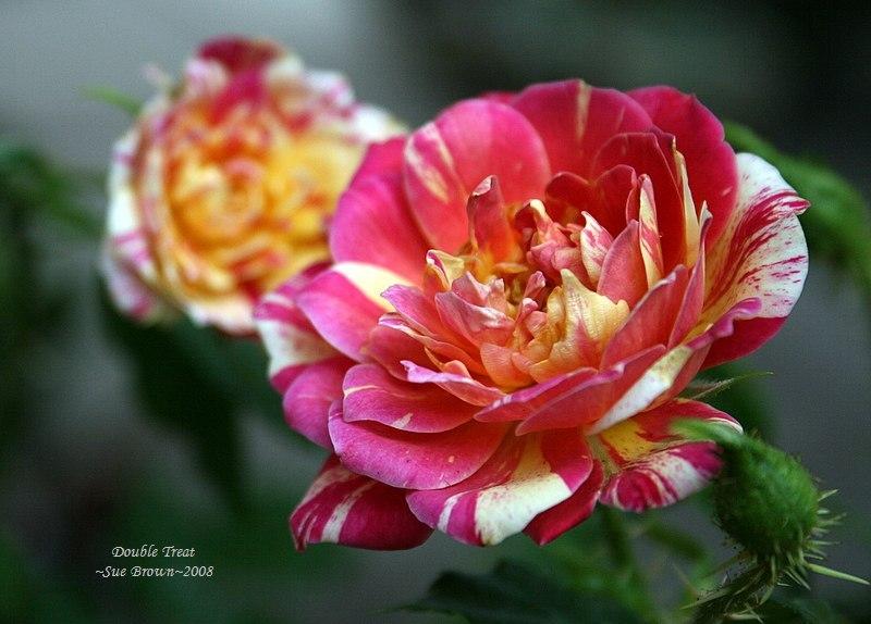 Photo of Rose (Rosa 'Double Treat') uploaded by Calif_Sue