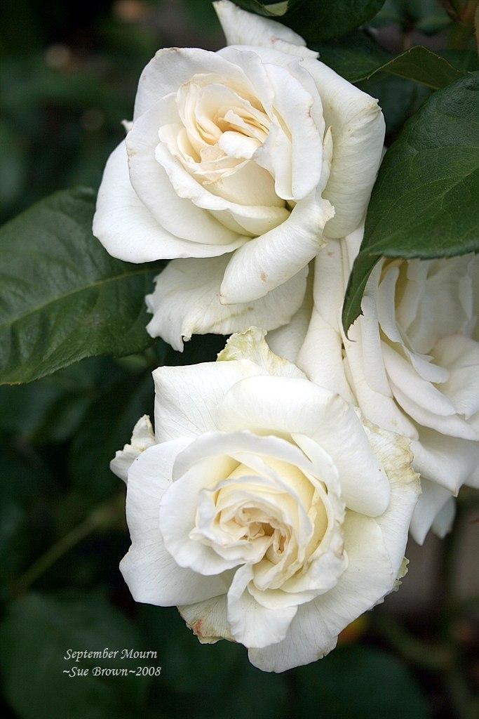 Photo of Rose (Rosa 'September Mourn') uploaded by Calif_Sue