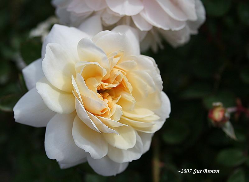 Photo of Rose (Rosa 'Crocus Rose') uploaded by Calif_Sue
