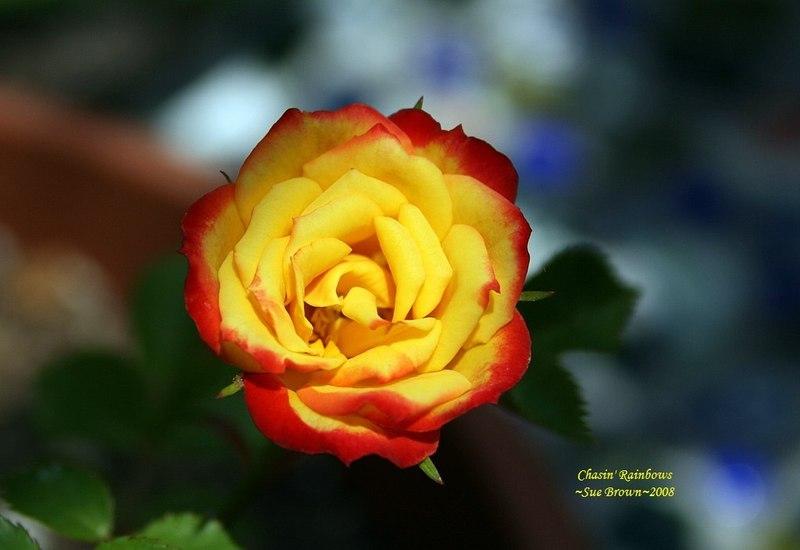 Photo of Rose (Rosa 'Pieces of Eight') uploaded by Calif_Sue