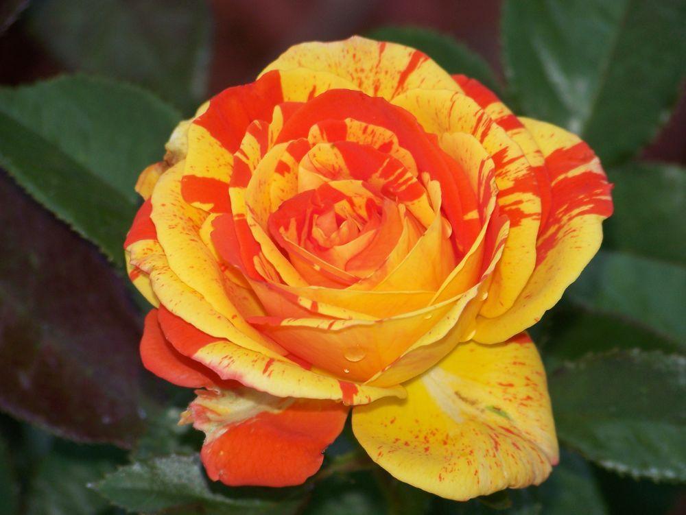 Photo of Rose (Rosa 'Oranges 'n' Lemons') uploaded by Skiekitty