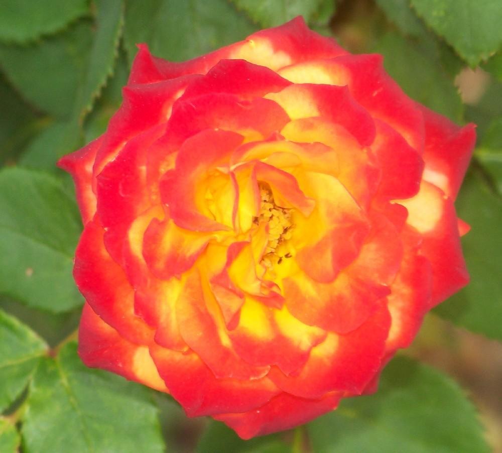 Photo of Rose (Rosa 'Charisma') uploaded by Skiekitty