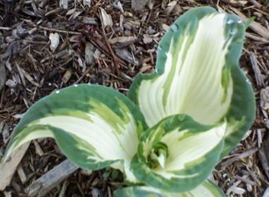 Photo of Hosta 'Andrew' uploaded by conifers