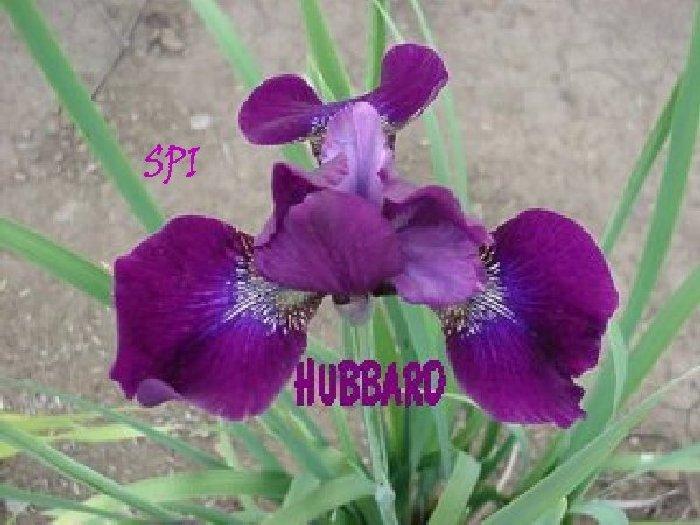 Photo of Siberian Iris (Iris 'Hubbard') uploaded by irisloverdee