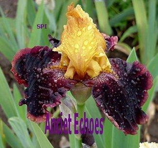 Photo of Tall Bearded Iris (Iris 'Ancient Echoes') uploaded by irisloverdee