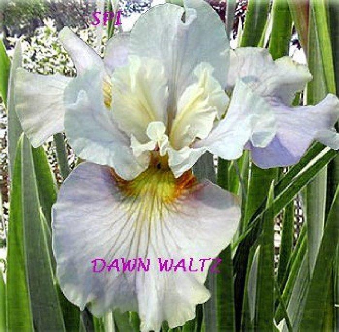 Photo of Siberian Iris (Iris 'Dawn Waltz') uploaded by irisloverdee