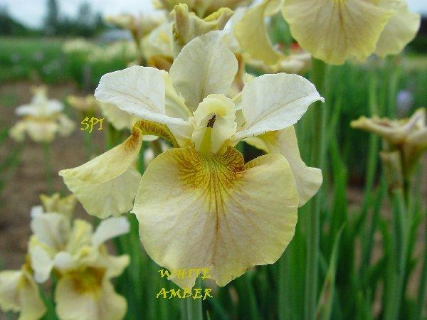 Photo of Siberian Iris (Iris 'White Amber') uploaded by irisloverdee