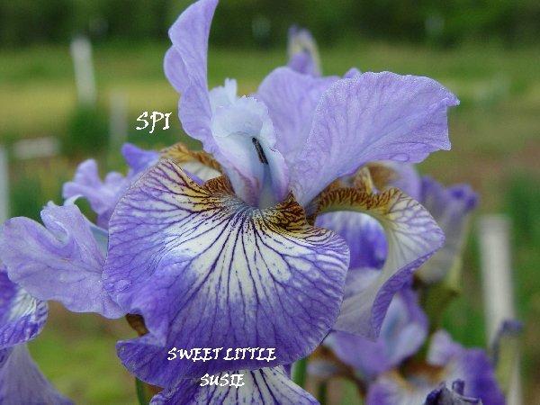 Photo of Siberian Iris (Iris 'Sweet Little Susie') uploaded by irisloverdee
