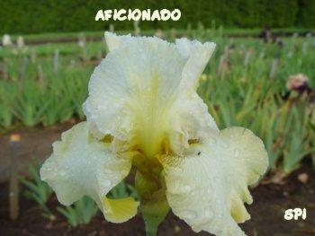 Photo of Tall Bearded Iris (Iris 'Aficionado') uploaded by irisloverdee