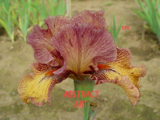 Photo of Tall Bearded Iris (Iris 'Abstract Art') uploaded by irisloverdee