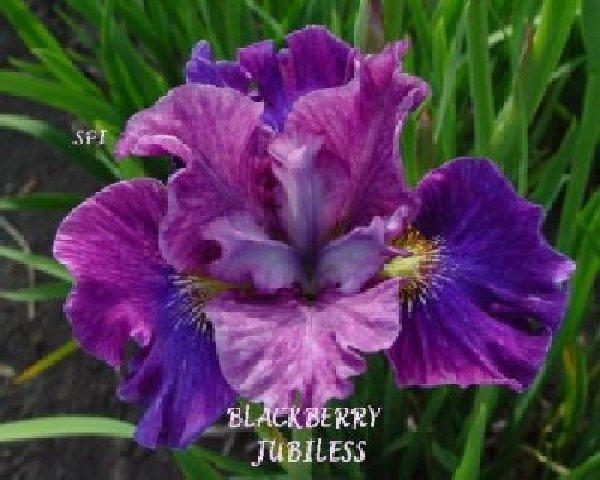Photo of Siberian Iris (Iris 'Blackberry Jubilee') uploaded by irisloverdee