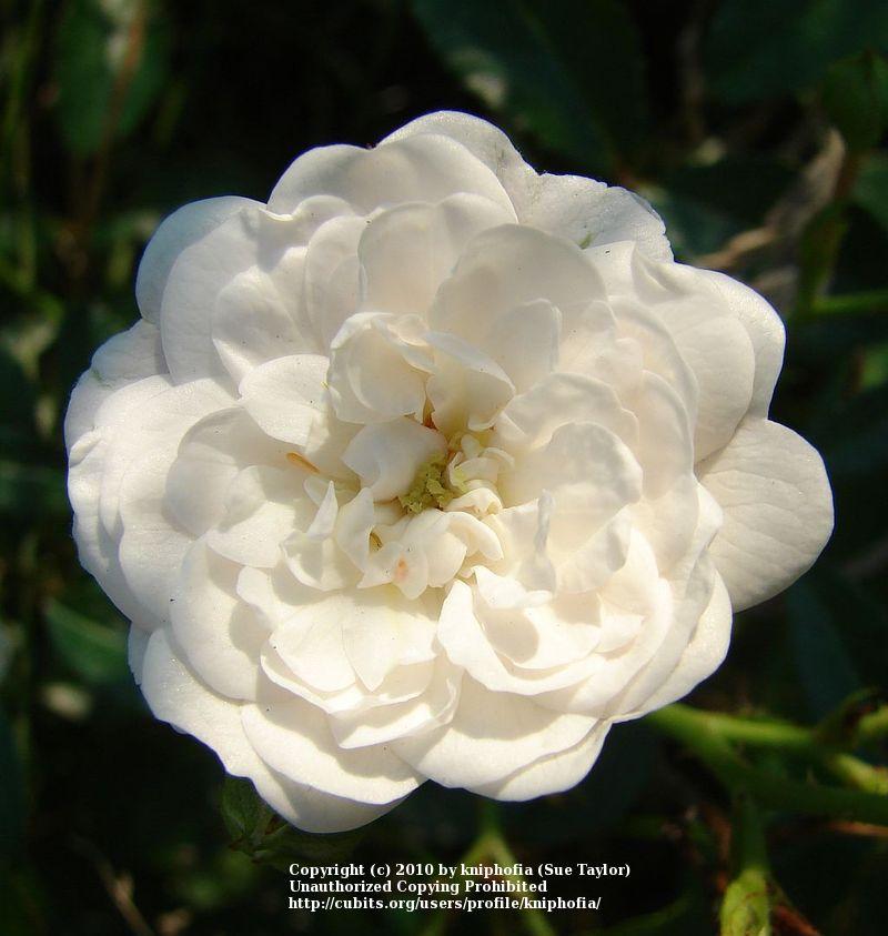 Photo of Polyantha Rose (Rosa 'White Pet') uploaded by kniphofia