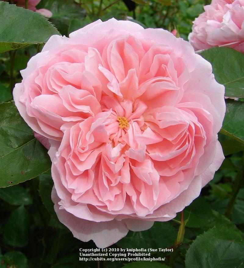 Photo of English Shrub Rose (Rosa 'Kathryn Morley') uploaded by kniphofia