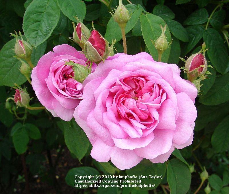 Photo of Damask Rose (Rosa 'Ispahan') uploaded by kniphofia
