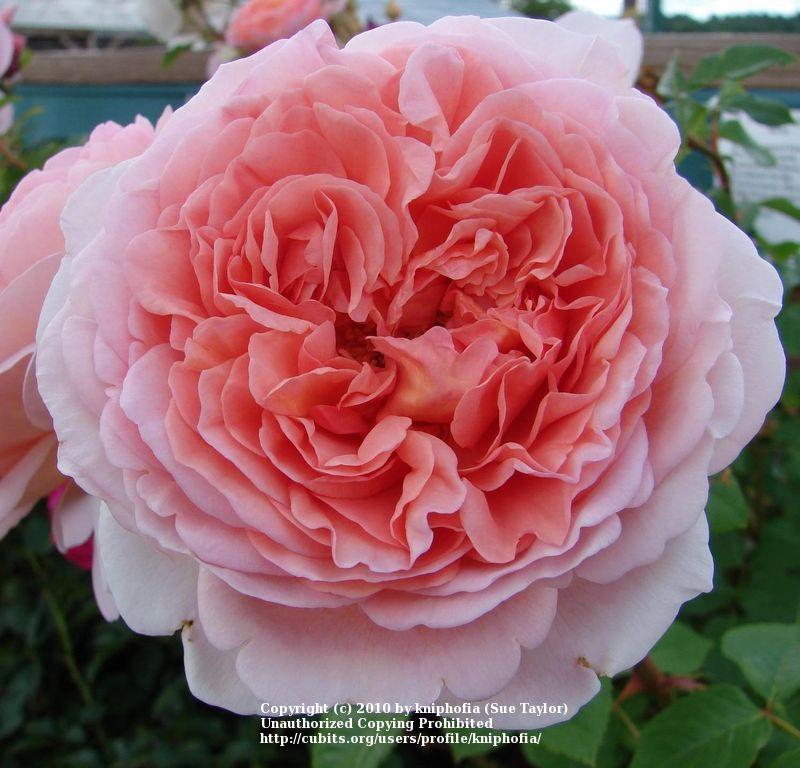 Photo of Rose (Rosa 'Abraham Darby') uploaded by kniphofia