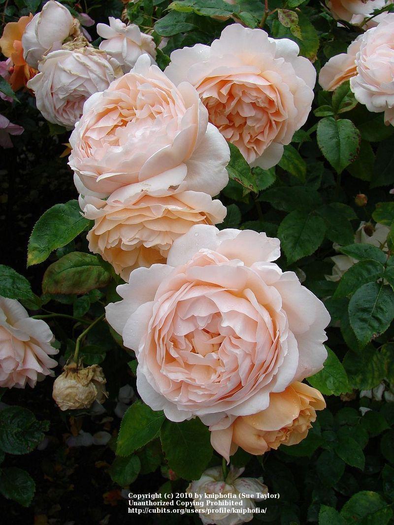 Photo of Rose (Rosa 'Ambridge Rose') uploaded by kniphofia