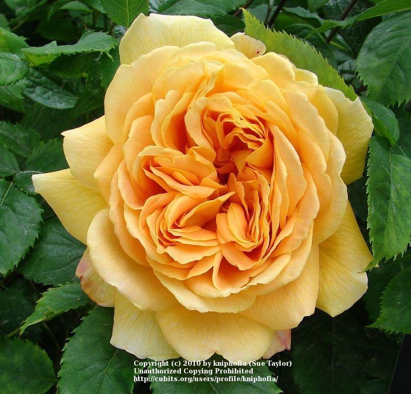 Photo of Rose (Rosa 'Golden Celebration') uploaded by kniphofia