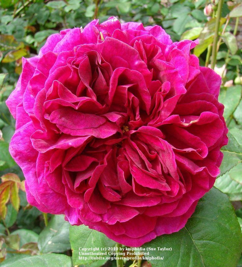 Photo of Rose (Rosa 'Wenlock') uploaded by kniphofia