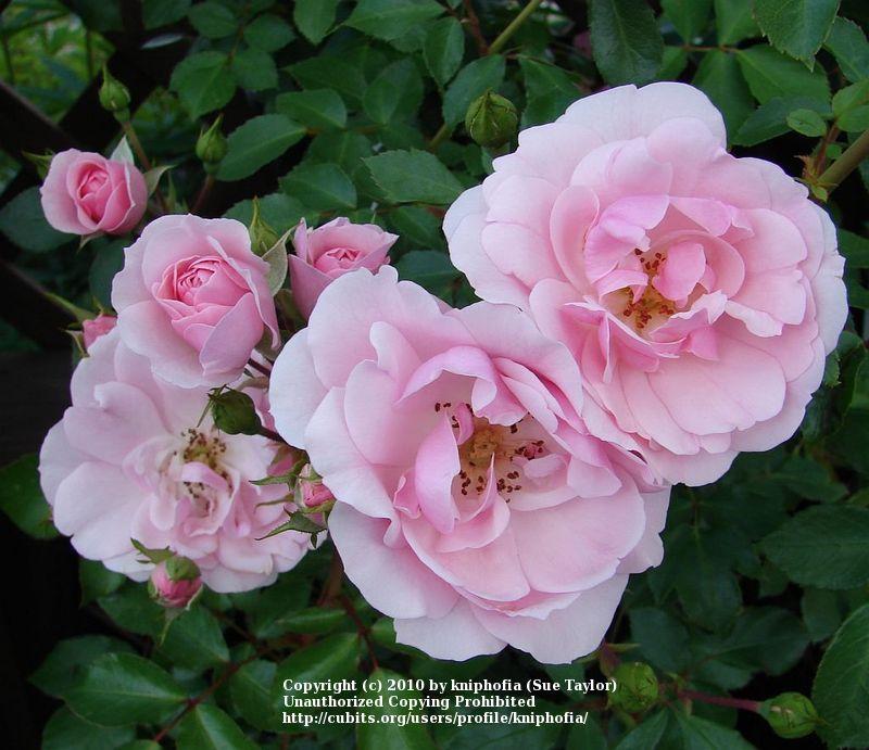 Photo of Shrub Rose (Rosa 'Bonica') uploaded by kniphofia