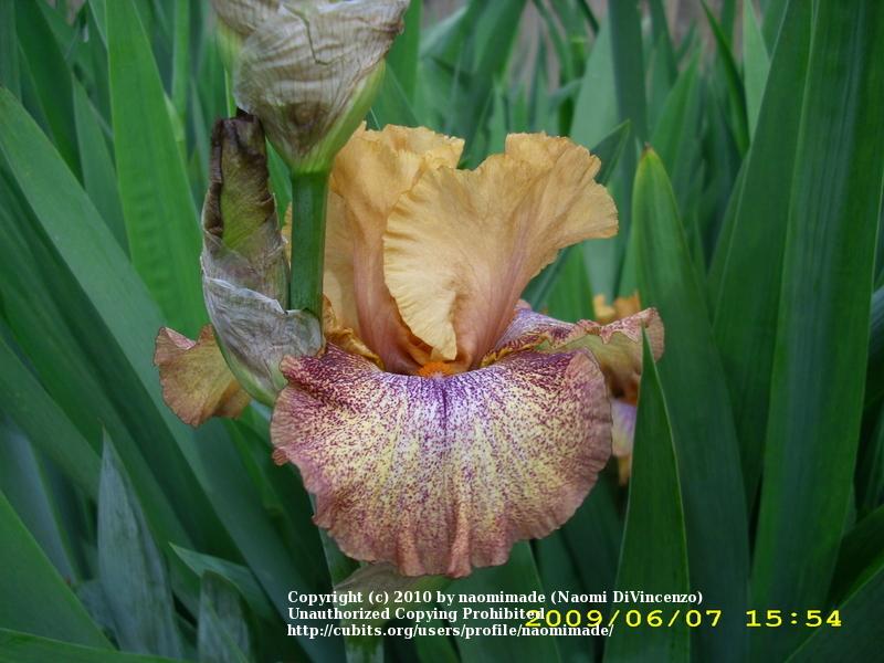 Photo of Tall Bearded Iris (Iris 'Sneezy') uploaded by naomimade