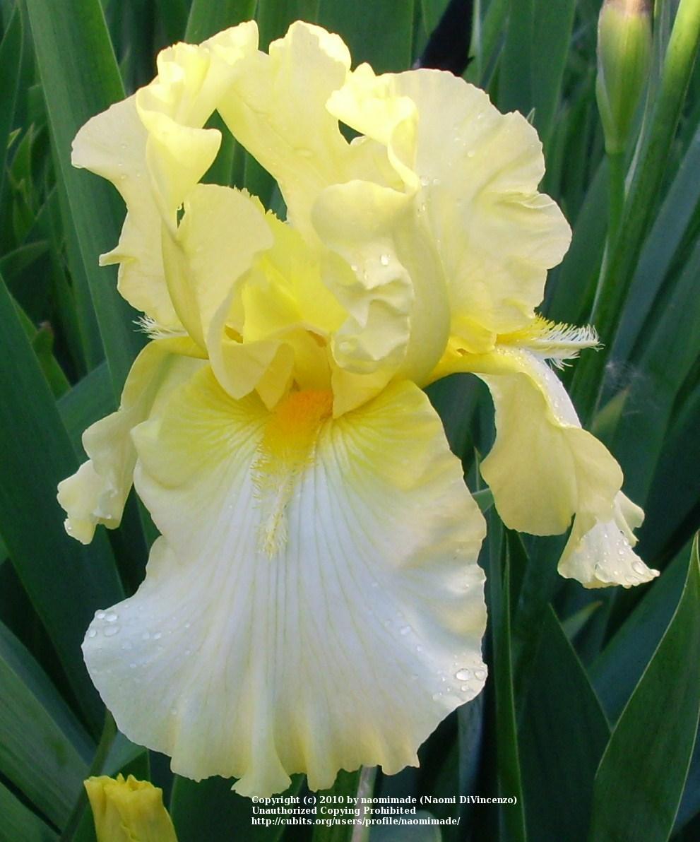 Photo of Tall Bearded Iris (Iris 'Artist Pick') uploaded by naomimade