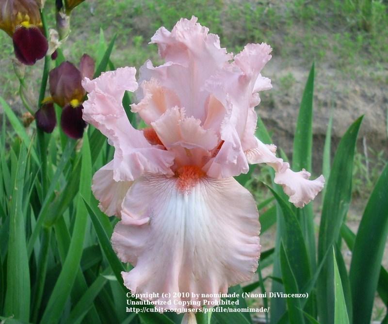 Photo of Tall Bearded Iris (Iris 'Pink Swan') uploaded by naomimade