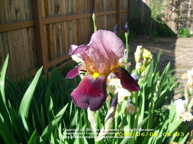 Photo of Tall Bearded Iris (Iris 'Dauntless') uploaded by naomimade