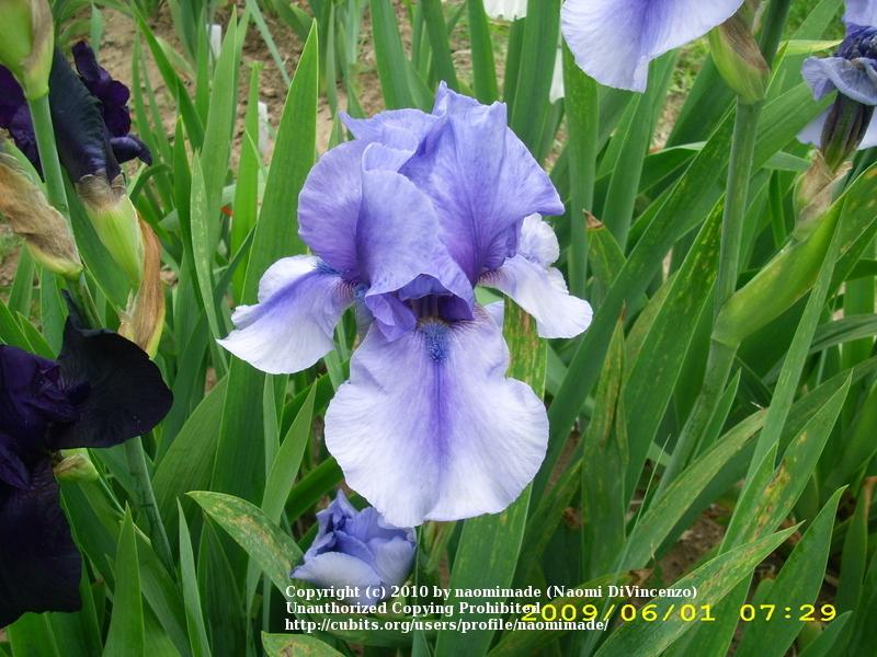 Photo of Tall Bearded Iris (Iris 'On Line') uploaded by naomimade
