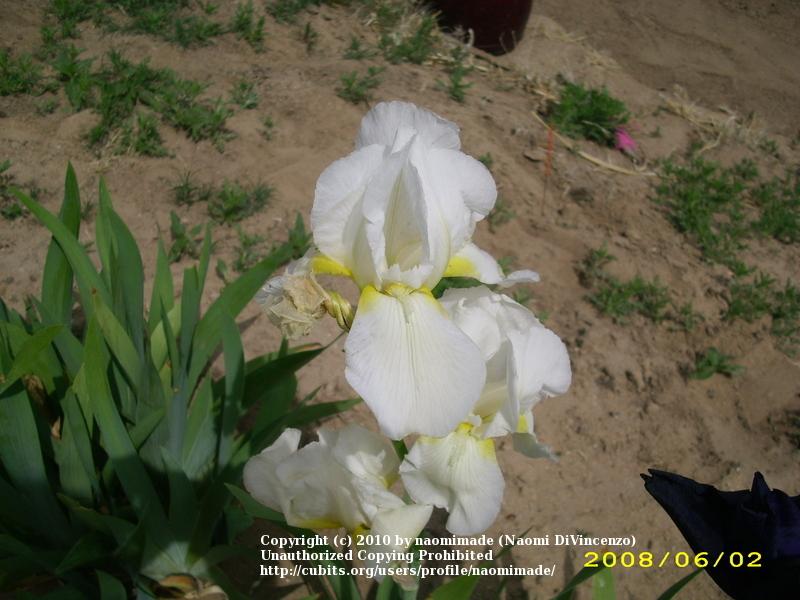 Photo of Tall Bearded Iris (Iris 'Jake') uploaded by naomimade