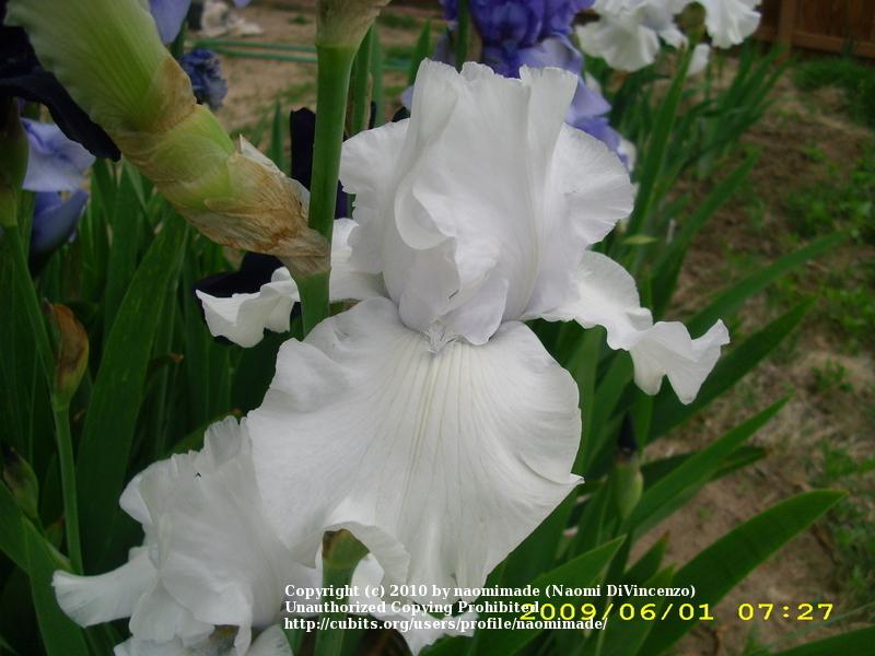 Photo of Tall Bearded Iris (Iris 'San Juan Silver') uploaded by naomimade