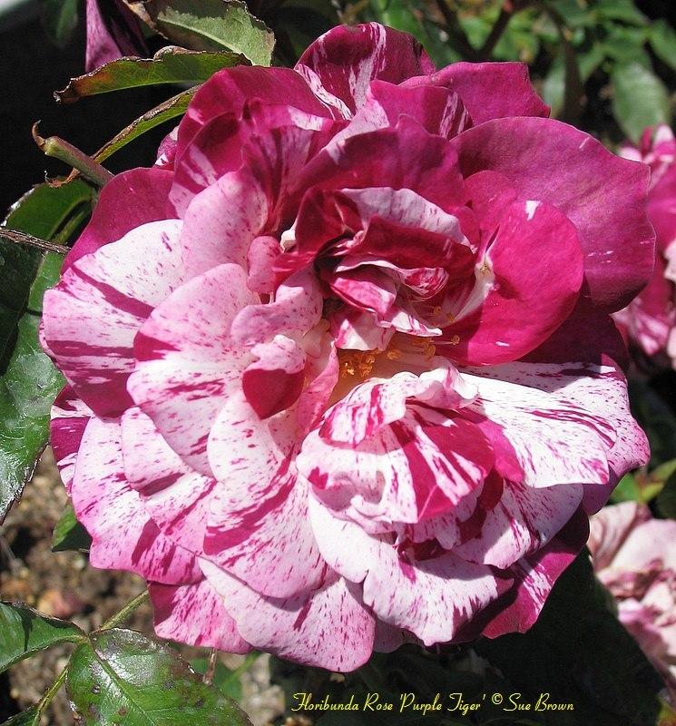 Photo of Rose (Rosa 'Purple Tiger') uploaded by Calif_Sue