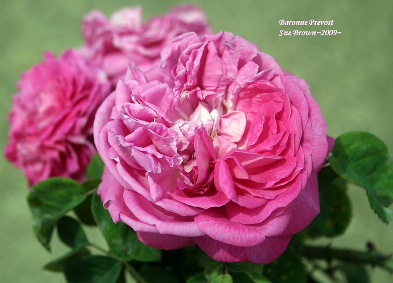 Photo of Rose (Rosa 'Baronne Prevost') uploaded by Calif_Sue