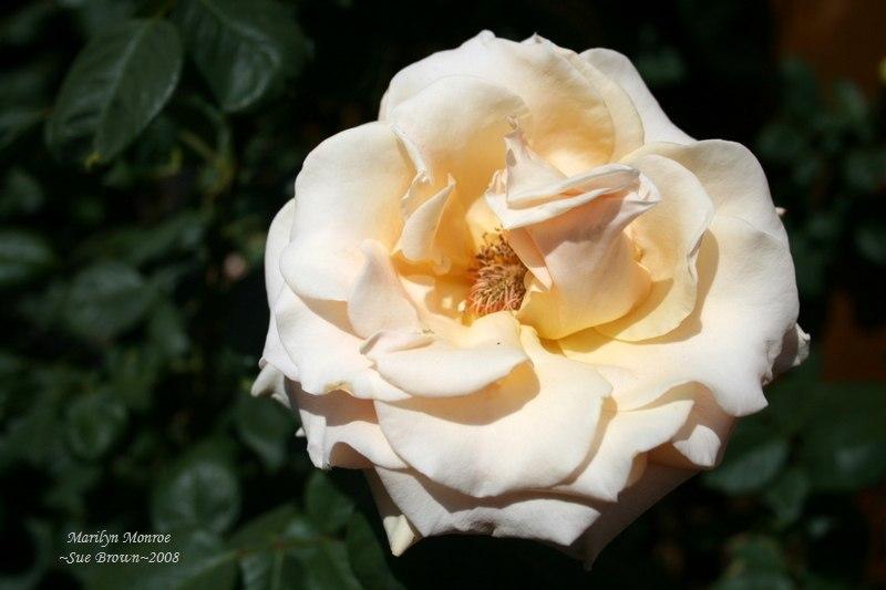 Photo of Rose (Rosa 'Marilyn Monroe') uploaded by Calif_Sue