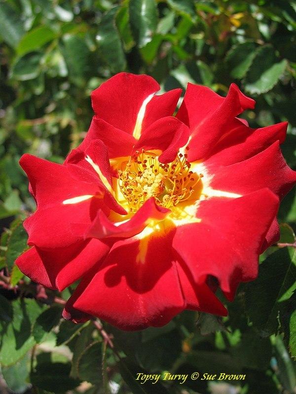 Photo of Rose (Rosa 'Topsy Turvy') uploaded by Calif_Sue