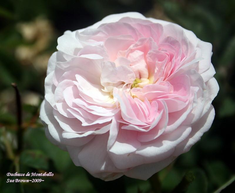 Photo of Rose (Rosa 'Duchesse de Montebello') uploaded by Calif_Sue